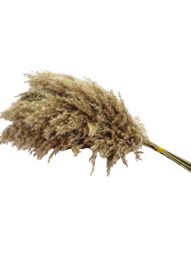 FANCY FLOWERS 3-Piece Fancy Natural Dried Soft Pampas XL Grass  60-70Cm - Image 2